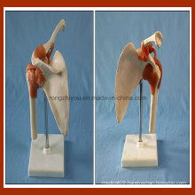 Desk Type Model Artificial Left Shoulder Joint Model for Wholesale School Supplies